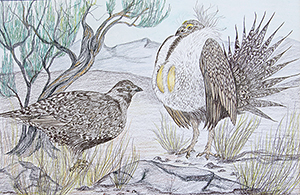 Greater Sage-Grouse